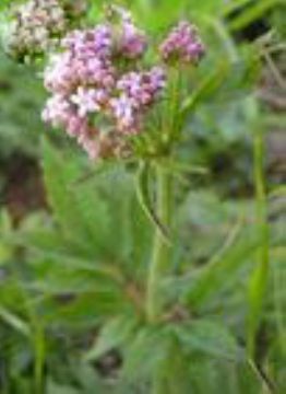    Valeriana Alternifolia Extract   